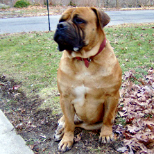 South African Boerboel